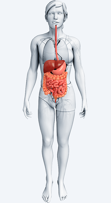 胃肠病学和内窥镜检查